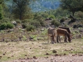 trekking-baunei-sardegna-08.jpg